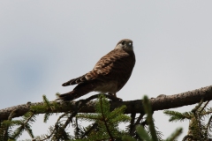 Turmfalke
