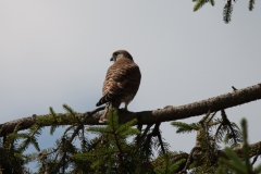 Turmfalke