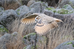 Sibirischer Uhu im Flug