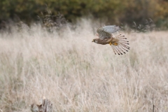Turmfalke