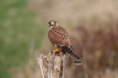 Turmfalke