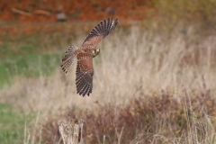 Turmfalke