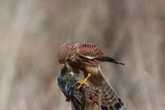 Turmfalke beim Zerrupfen seiner Beute