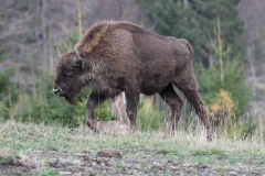 junger Wisent