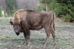 junger Wisent