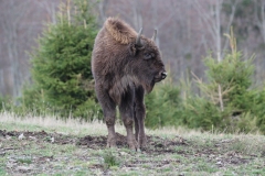 junger Wisent