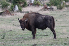 Der alte Wisent-Bullen behält die Ruhe.
