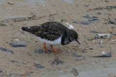 Steinwälzer an der belgischen Nordseeküste