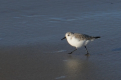 Sanderling oder Dreizehenstrandläufer