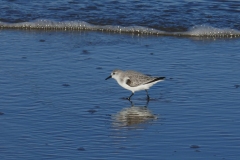 Dreizehenstrandläufer