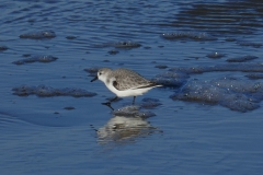 Dreizehenstrandläufer an der belgischen Küste