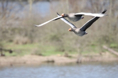 23-03-27-Bislicher-Insel-006