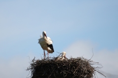 23-03-27-Bislicher-Insel-015
