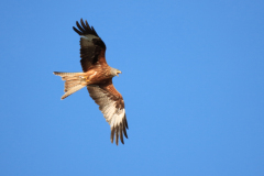 23-06-11-Milan-Seeadler-058