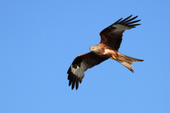 23-06-11-Milan-Seeadler-104