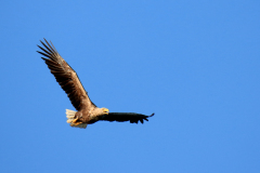 23-06-11-Milan-Seeadler-151