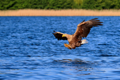 23-06-11-Milan-Seeadler-164
