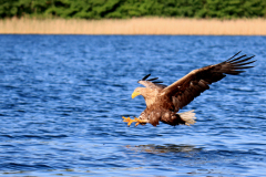 23-06-11-Milan-Seeadler-165
