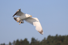 23-06-11-Milan-Seeadler-221