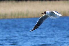 23-06-11-Milan-Seeadler-225