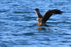 23-06-11-Milan-Seeadler-250