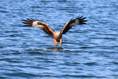 23-06-11-Milan-Seeadler-256