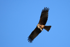 23-06-11-Milan-Seeadler-285