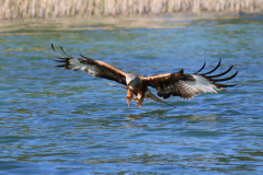 23-06-11-Milan-Seeadler-334