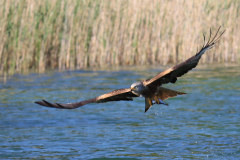 23-06-11-Milan-Seeadler-341