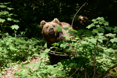 23-06-12c-Baerenpark-020