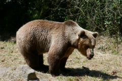 23-06-12c-Baerenpark-037