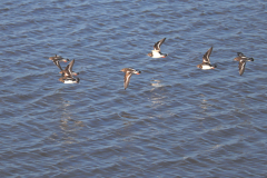 24-01-27-Caronlinensiel-Strand-059