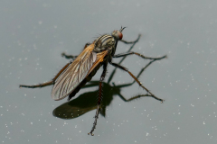 24-04-11-Wasserlaeufer-004