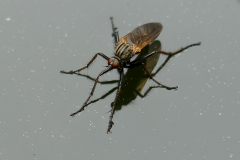 24-04-11-Wasserlaeufer-005
