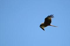 24-06-19-Kaiserstuhl-Birding-014