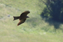 24-06-19-Kaiserstuhl-Birding-055