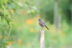 24-06-20-Kaiserstuhl-Birding-003