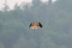 24-06-20-Kaiserstuhl-Birding-074