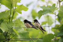 24-06-22-Kaiserstuhl-Birding-001