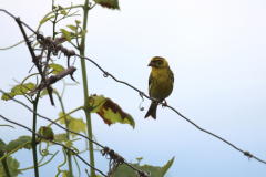 24-06-22-Kaiserstuhl-Birding-015