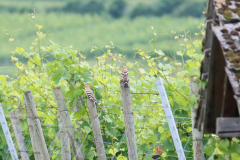 24-06-23-Kaiserstuhl-Birding-064