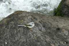 24-07-08-Pont-Aven-008