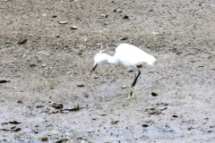 24-07-11-Etang-du-Henant-006