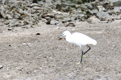 24-07-11-Etang-du-Henant-009