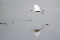 24-07-11-Etang-du-Henant-015