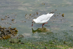 24-07-12-Concarneau-034