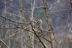 24-11-23-Bad-Bertrich-049