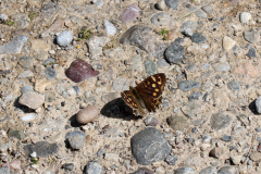 25-05-07-Kaiserstuhl-035