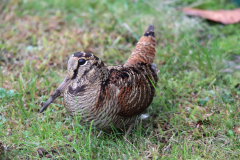 25-10-31-Waldschnepfe-008