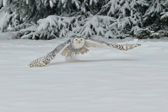 26-01-28-Fotoshooting-im-Schnee-280